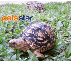 Leopard Tortoise